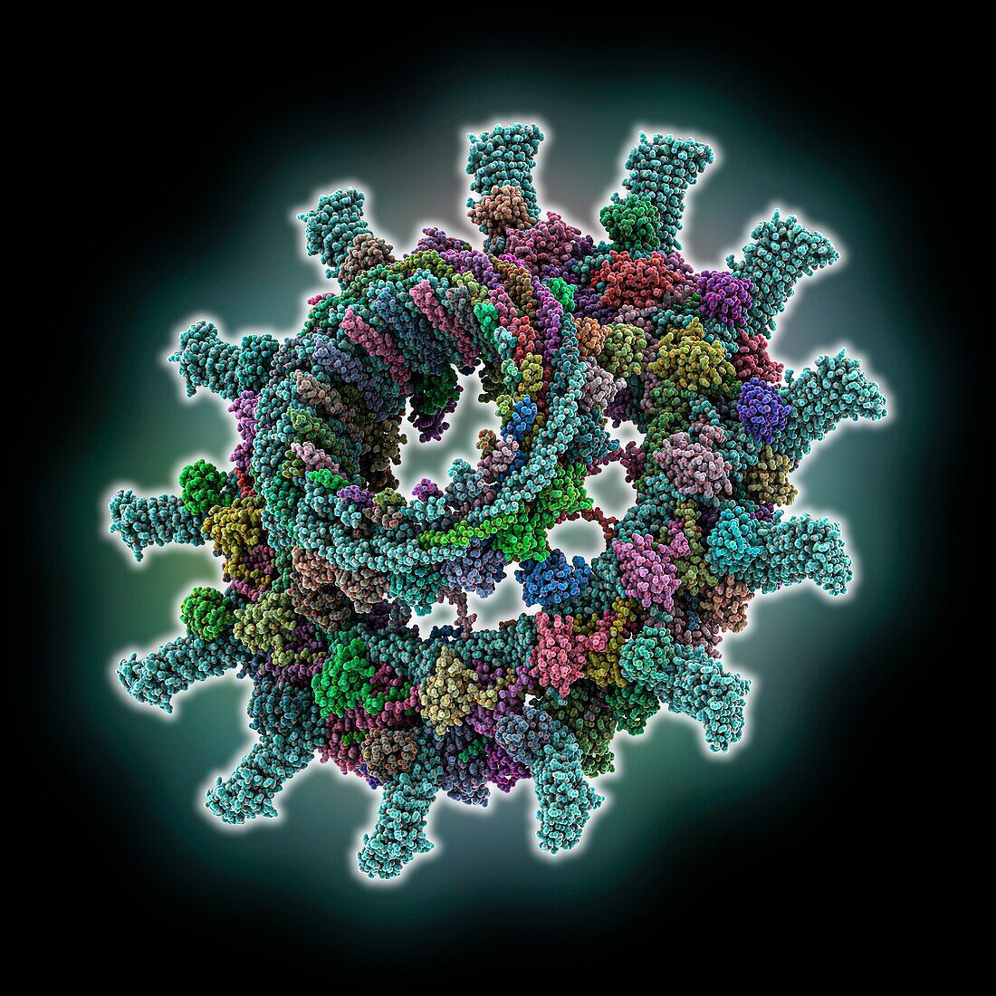 Legionella pneumophila, molecular model