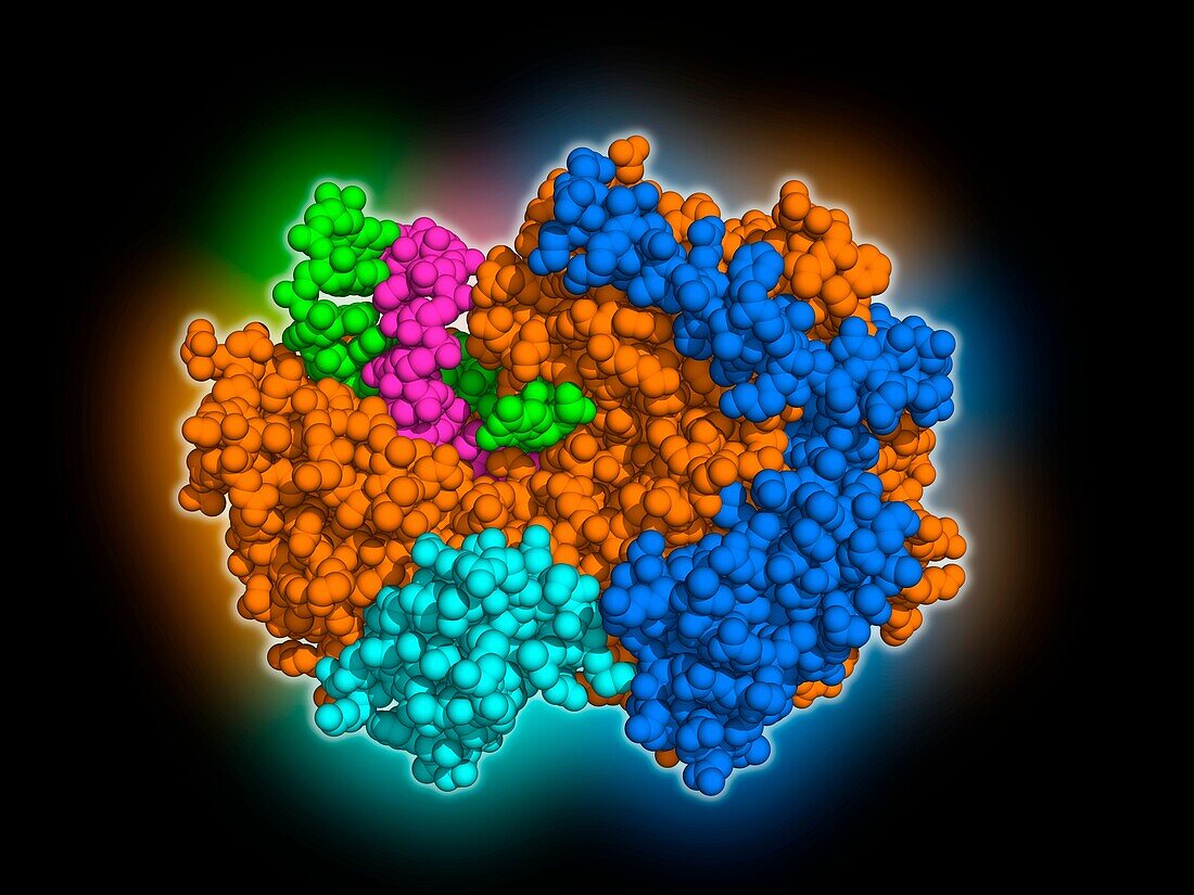 SARS-CoV-2 replicase polyprotein with Molnupiravir