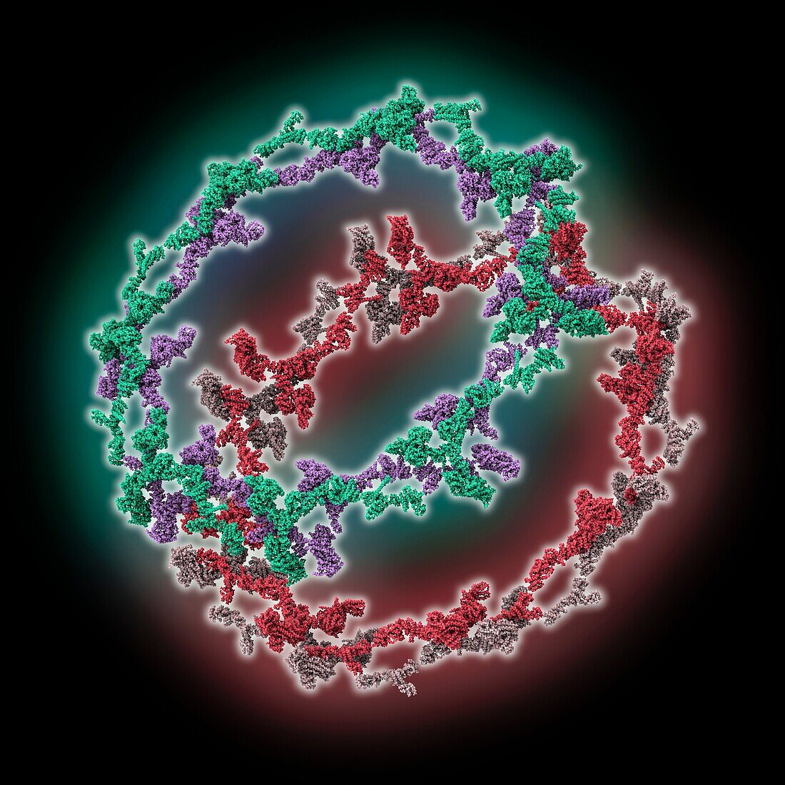 Outer rings of the human nuclear pore, molecular model