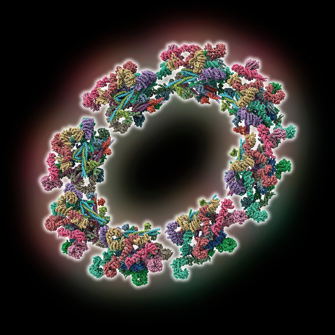 Inner ring of the human nuclear pore, molecular model