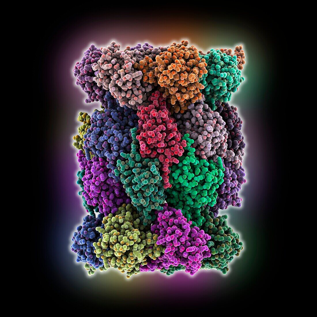 Human 20S proteasome, molecular model