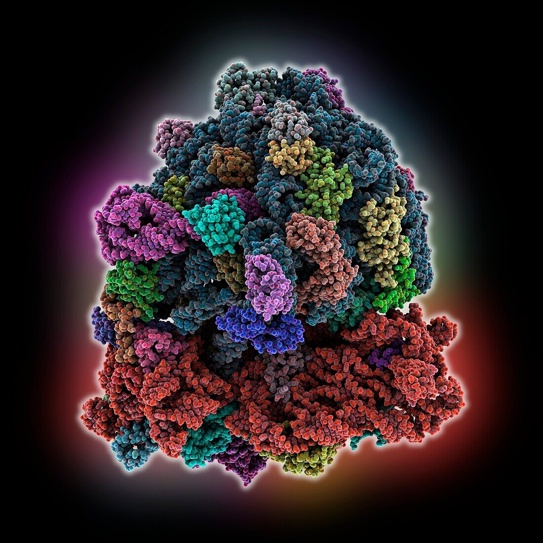 70S ribosome with tRNAs in hybrid state, molecular model