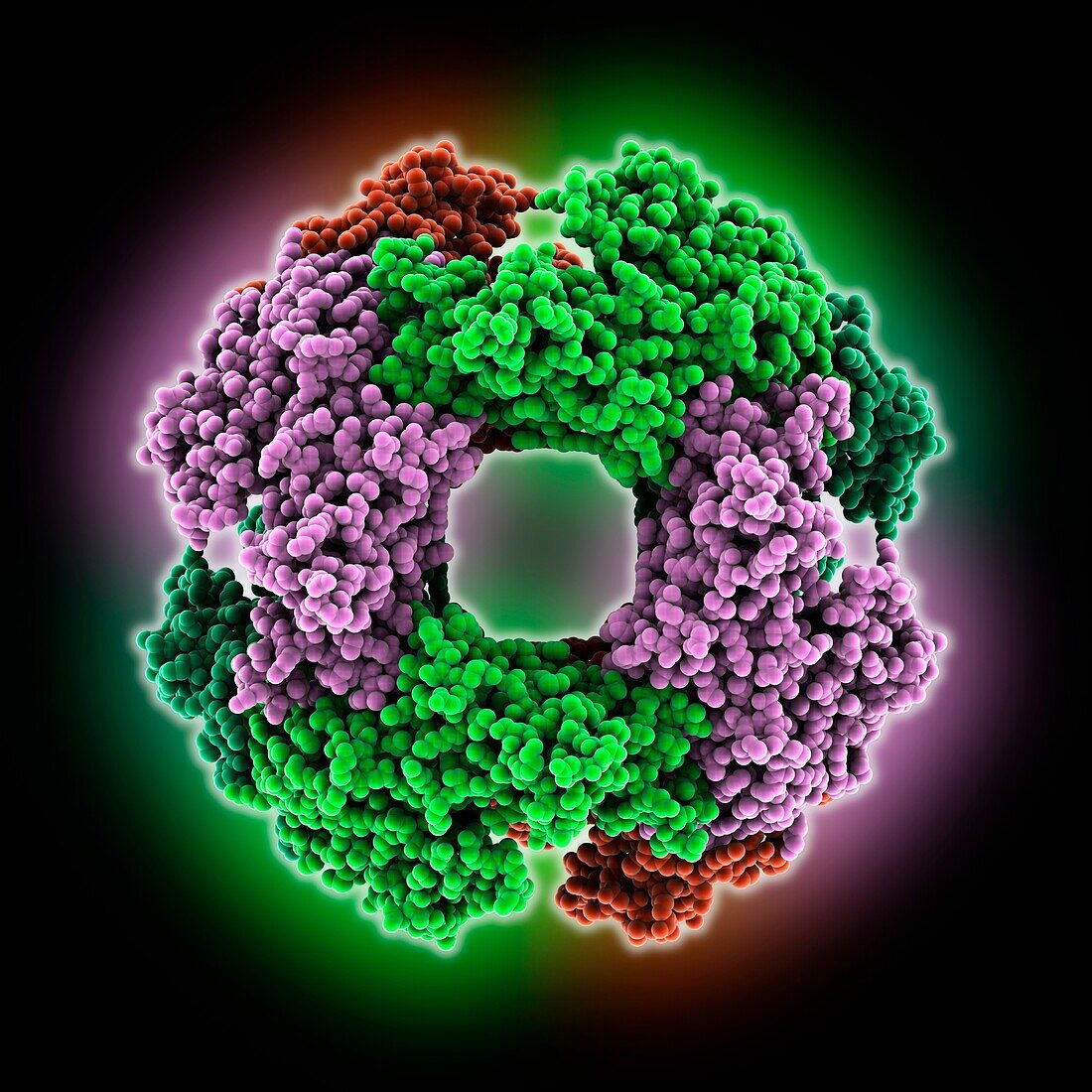 Rotavirus non-structural protein 2, molecular model