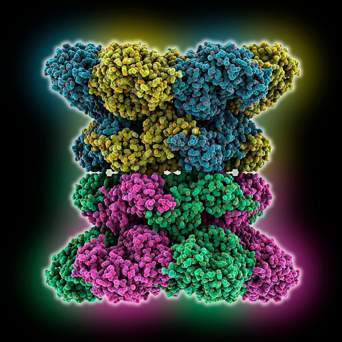 Human AAA ATPase p97, molecular model