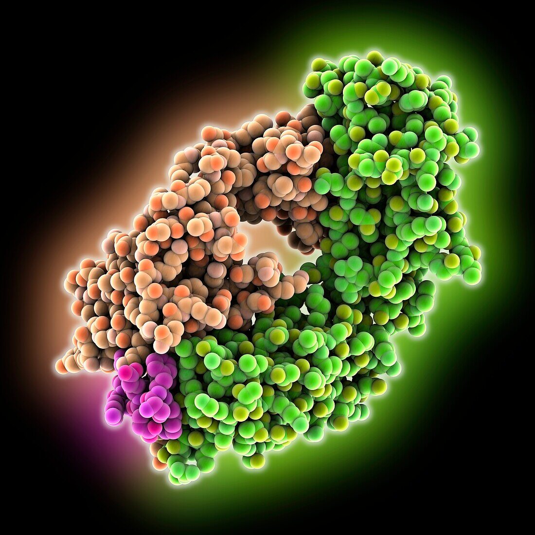 SARS-CoV-2 glycoprotein with antibody, molecular model