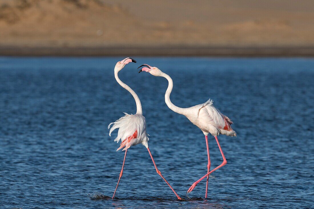 Greater flamingoes fighting