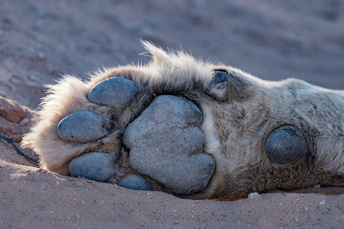 African lion's forepaw