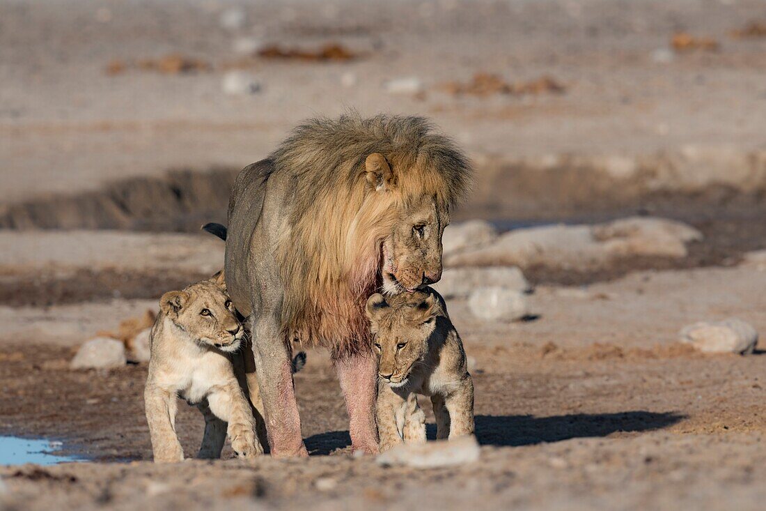 Male lion with cubs