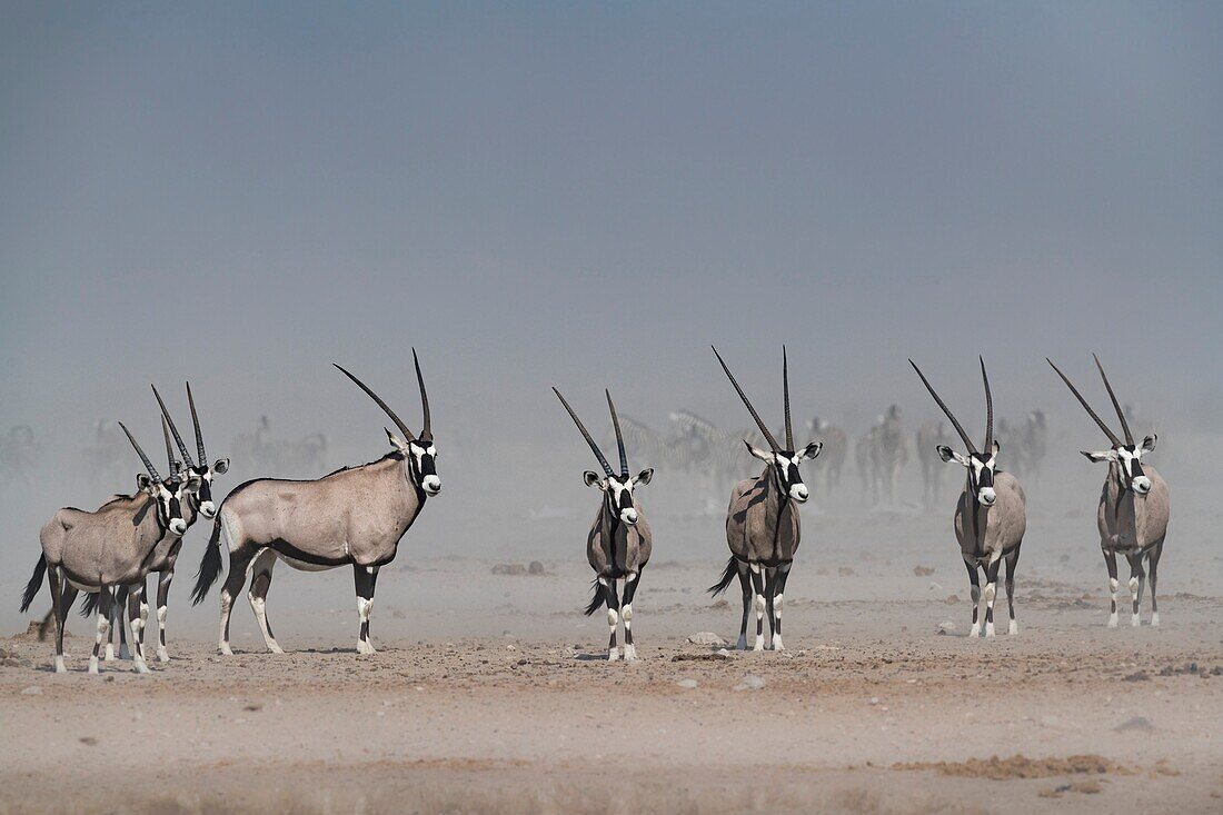 Oryx herd in the dust