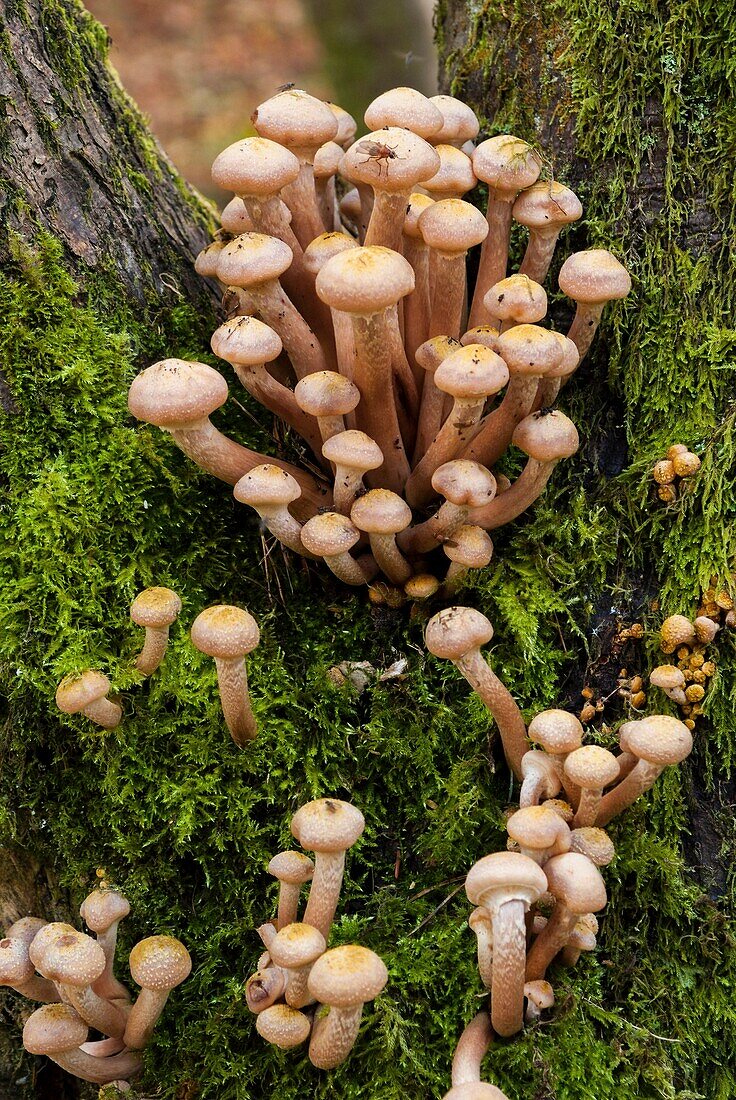 Honey fungus on tree trunk