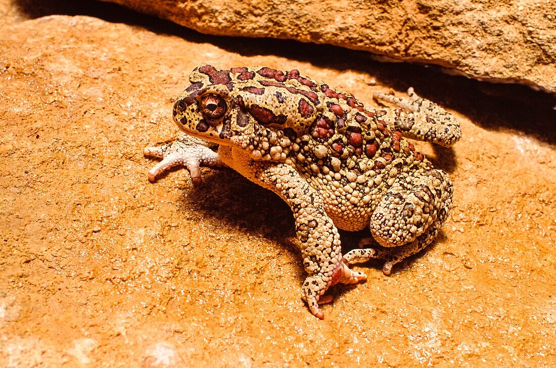 Female Berber toad