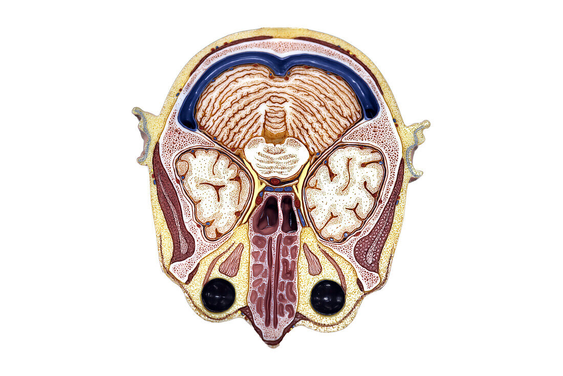 Brain anatomy, illustration