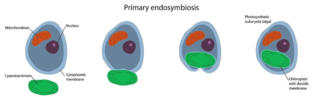 Primary endosymbiosis, illustration