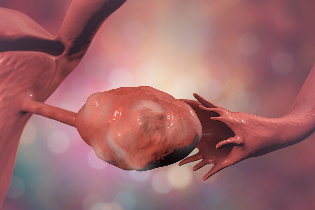 Healthy ovary and fallopian tube, illustration