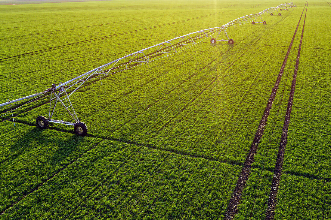 Centre-pivot irrigation in wheat field, aerial view