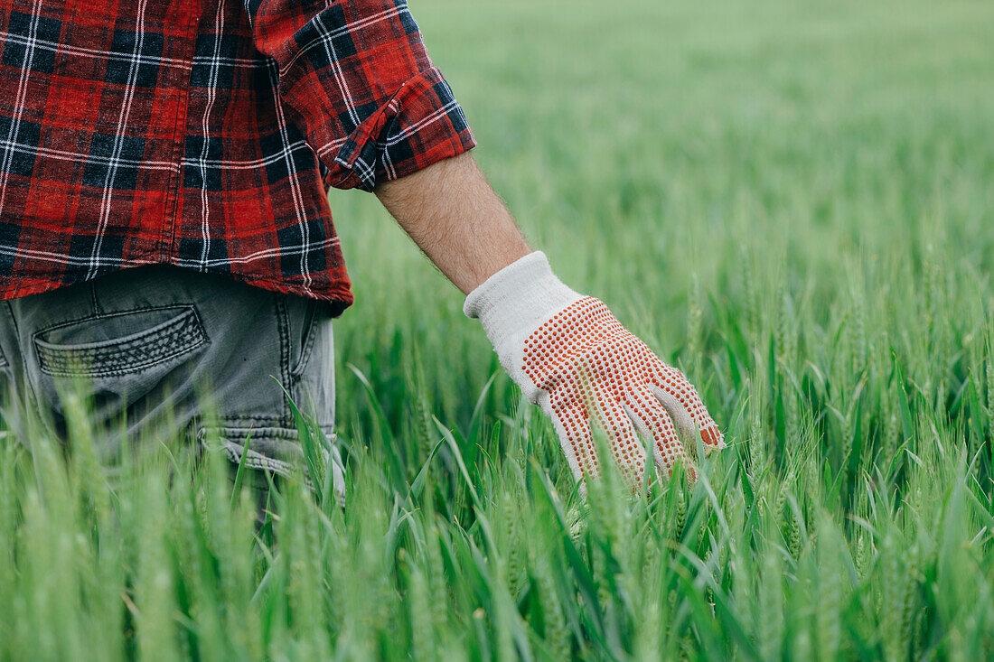 Farmer walking through wheat field