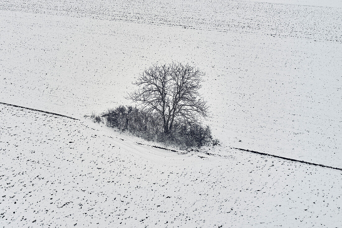 Tree in field in winter, aerial view