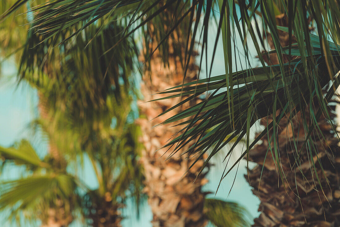 Palm trees