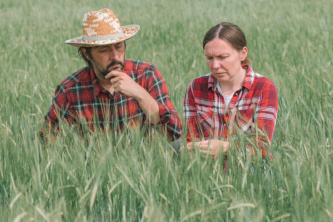 Farmers examining barley crop
