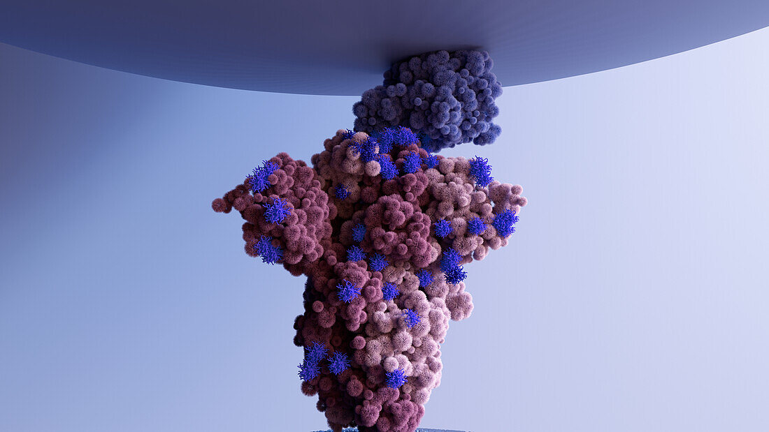 Omicron variant binding to ACE2 receptor, illustration