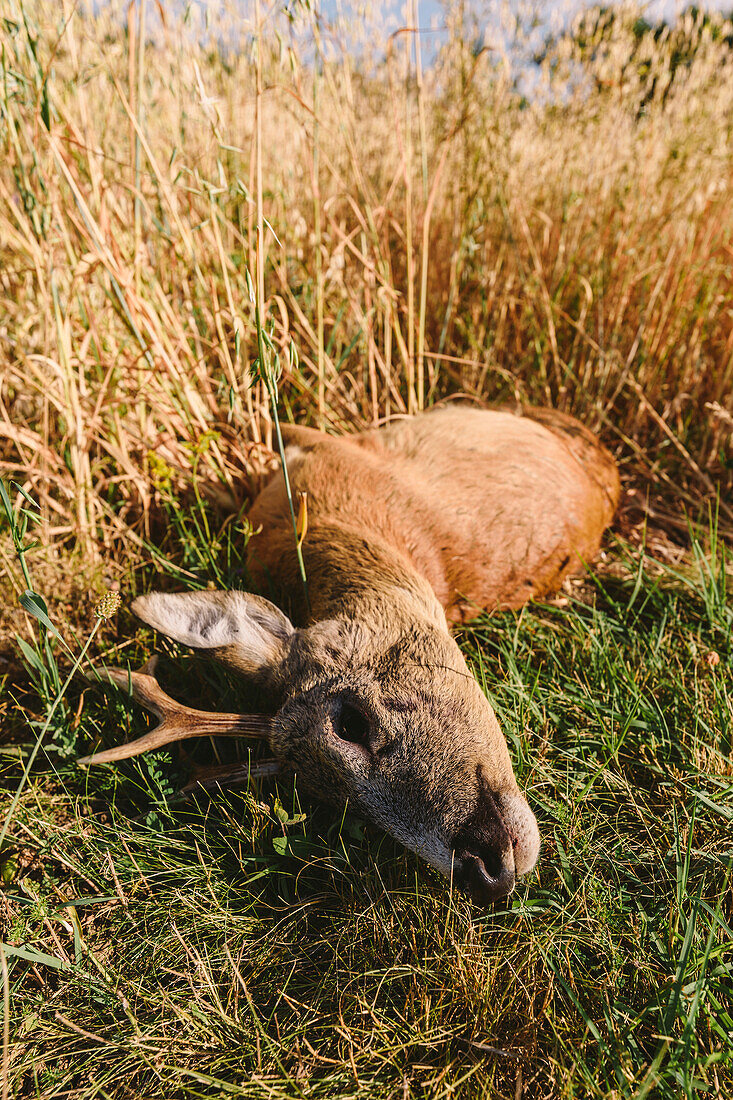 Roe deer carcass in field