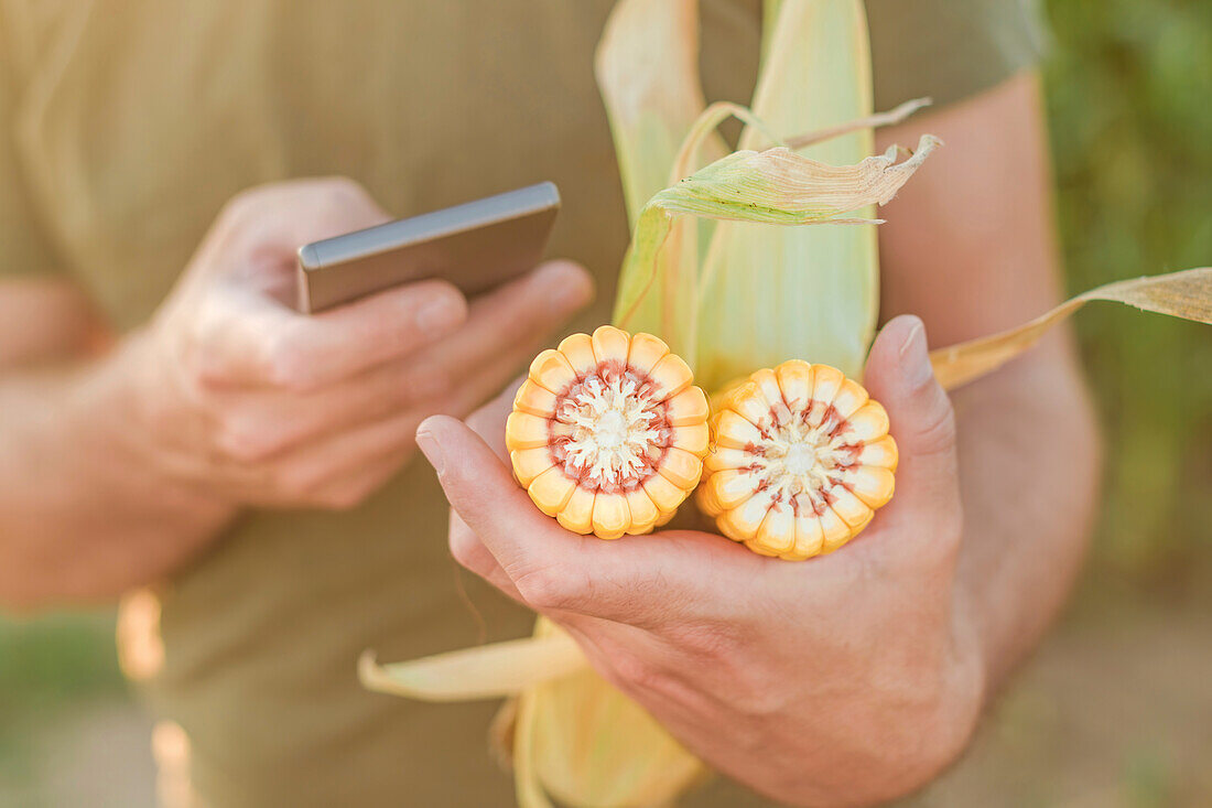 Corn seedling in farmer's hands