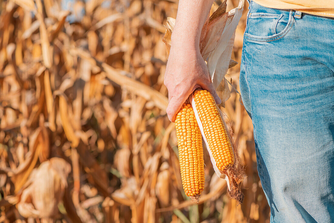 Farmer examining unripe corn