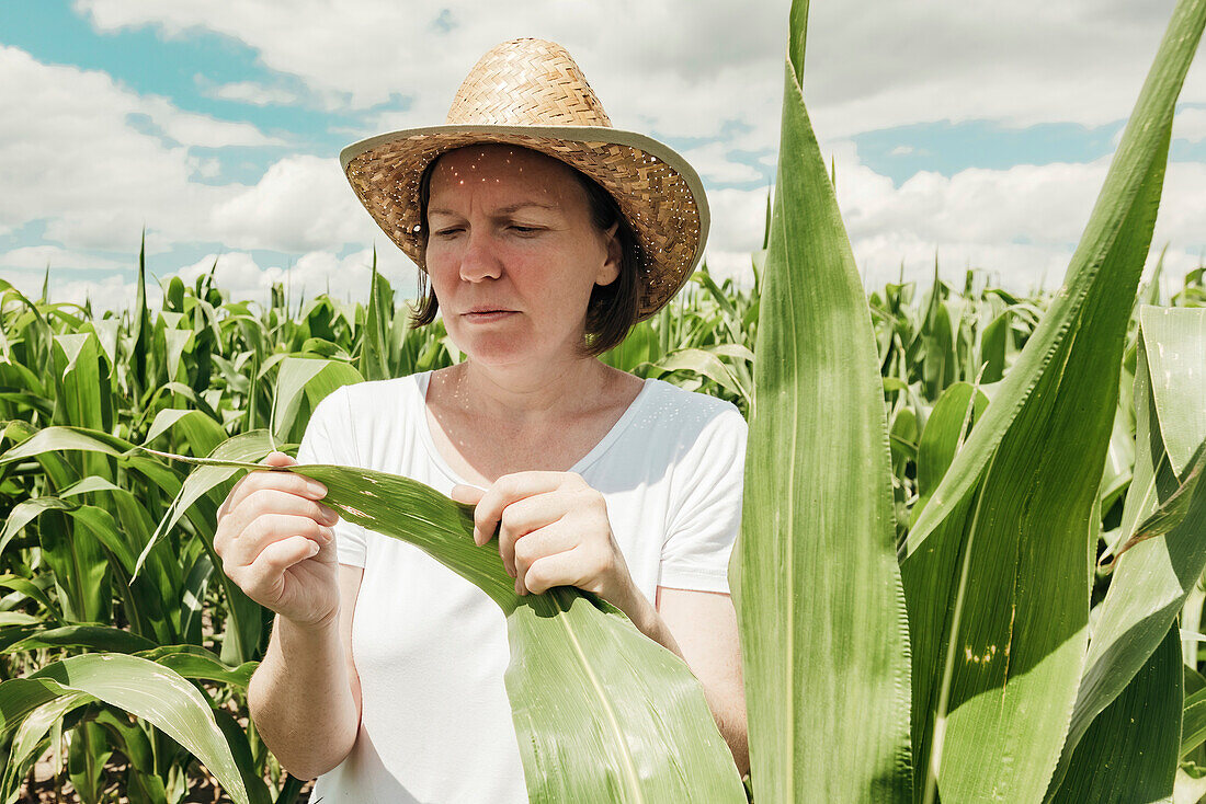 Concerned farmer in corn field