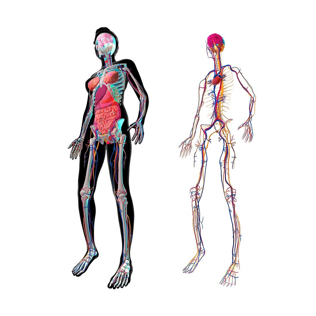 Female anatomy with cardiovascular system, illustration