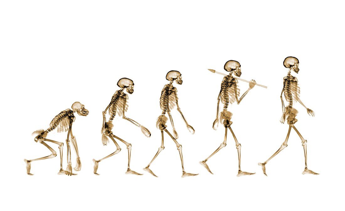 Human evolution, conceptual X-ray