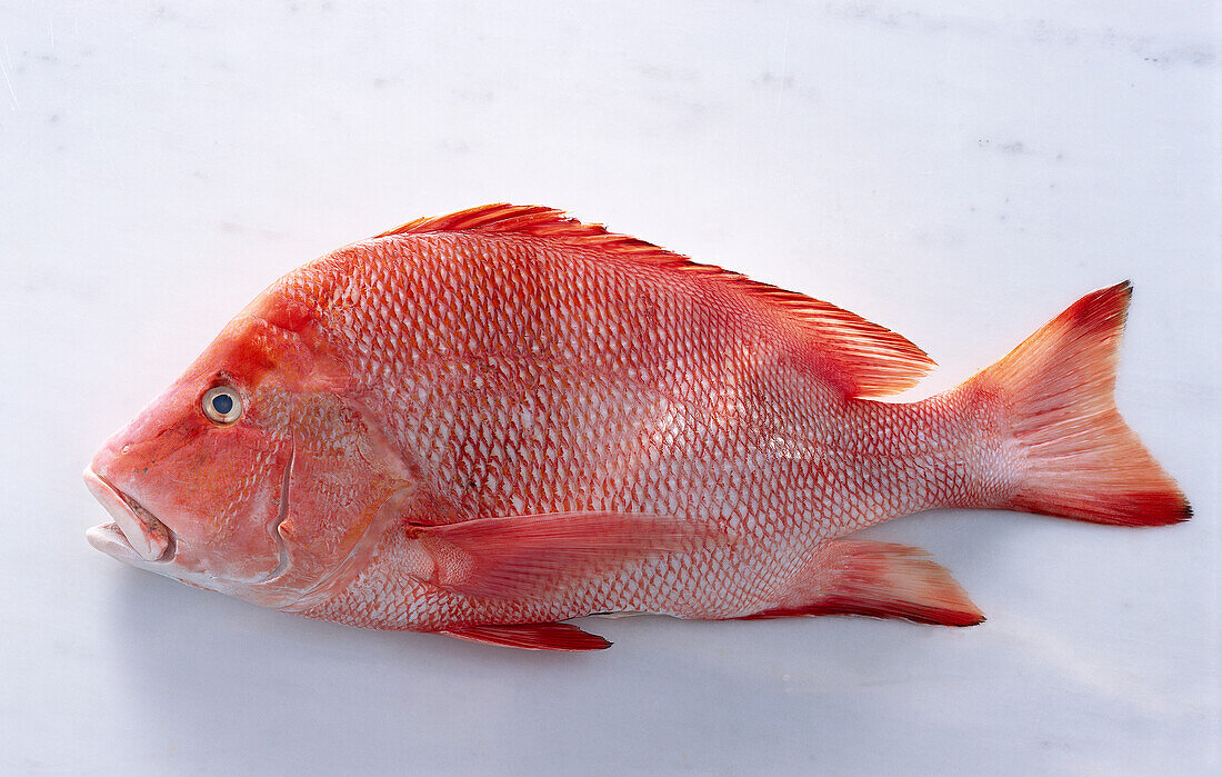 Red Snapper