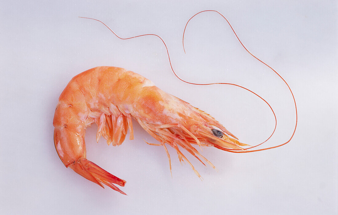 A shrimp