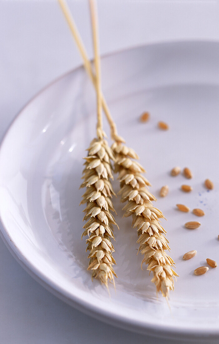 Ears of wheat and grains of wheat