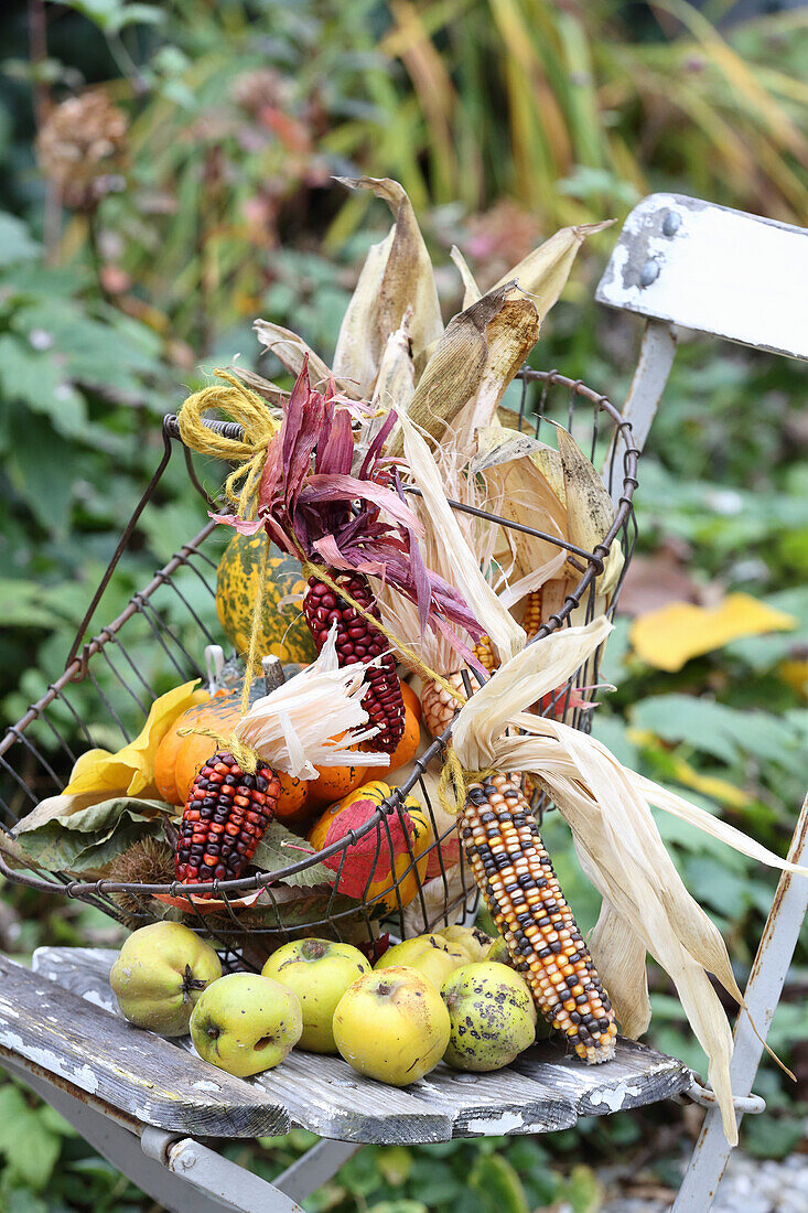 Wire basket with corncobs, ornamental pumpkins, autumn leaves and quinces