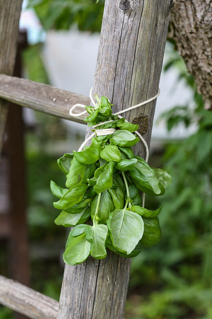 Bouquet of basil on a wooden ladder