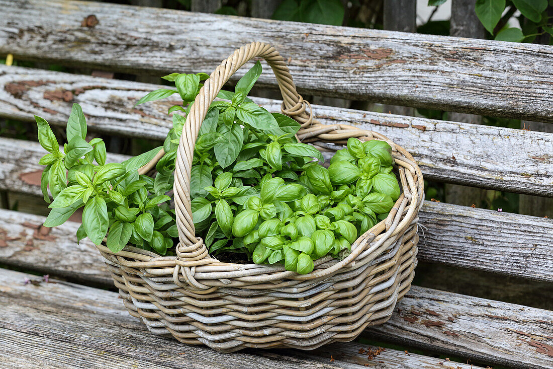 Basket with fresh basil