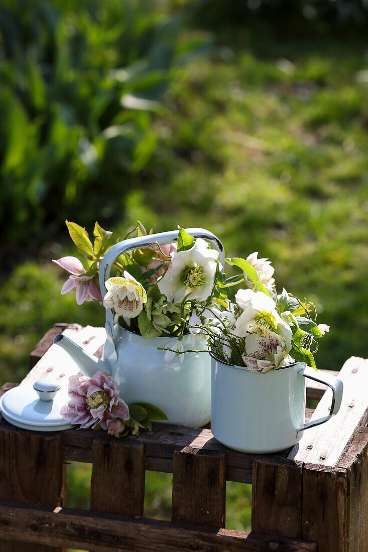 Enamel pots with early blossoms (snow-, lentil- and christmas rose, blueberry and snowdrop)