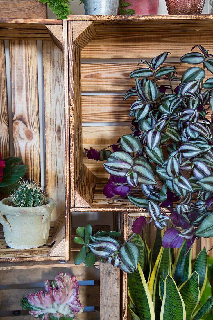 Wooden boxes with zebra cabbage and other houseplants