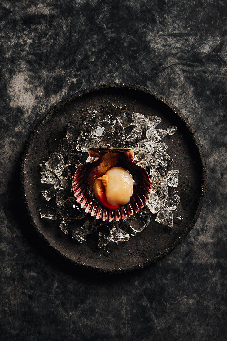 Scallops with shells served on ice