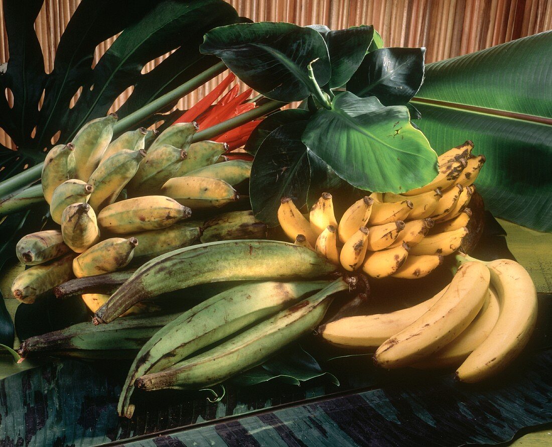 Stillleben mit verschiedenen Bananen