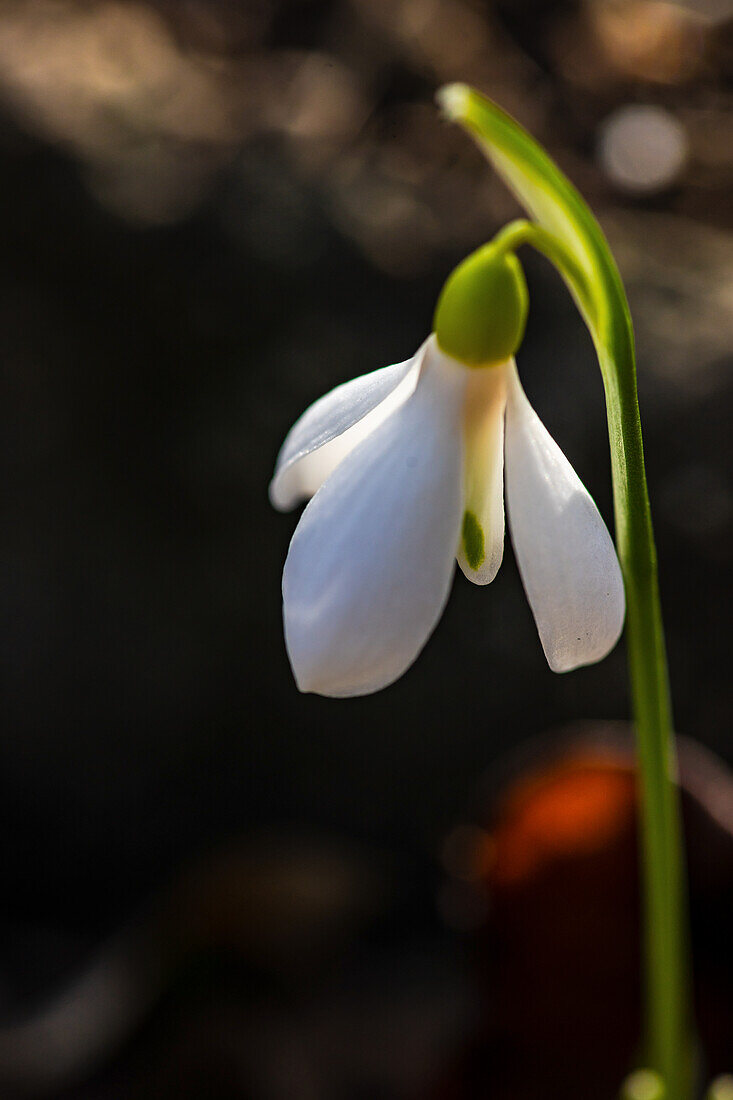 Snowdrop flower in woods