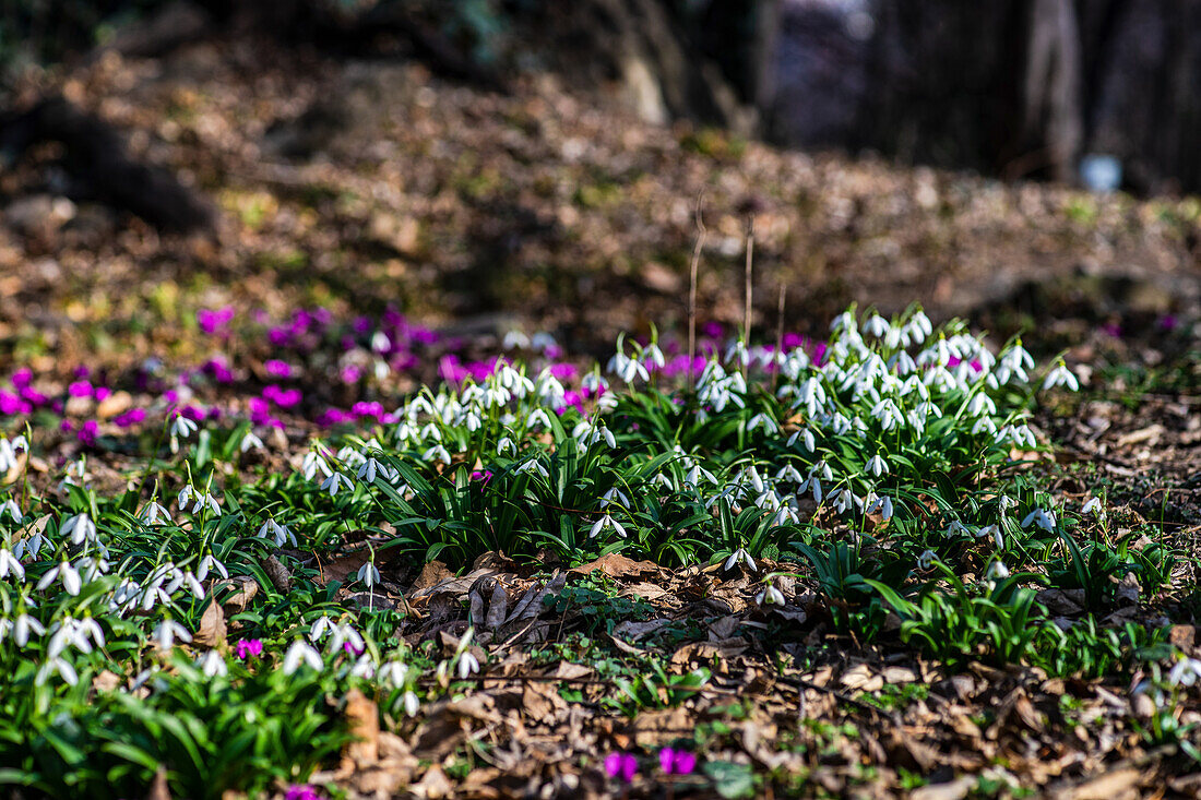 Snowdrop flowers in the forest