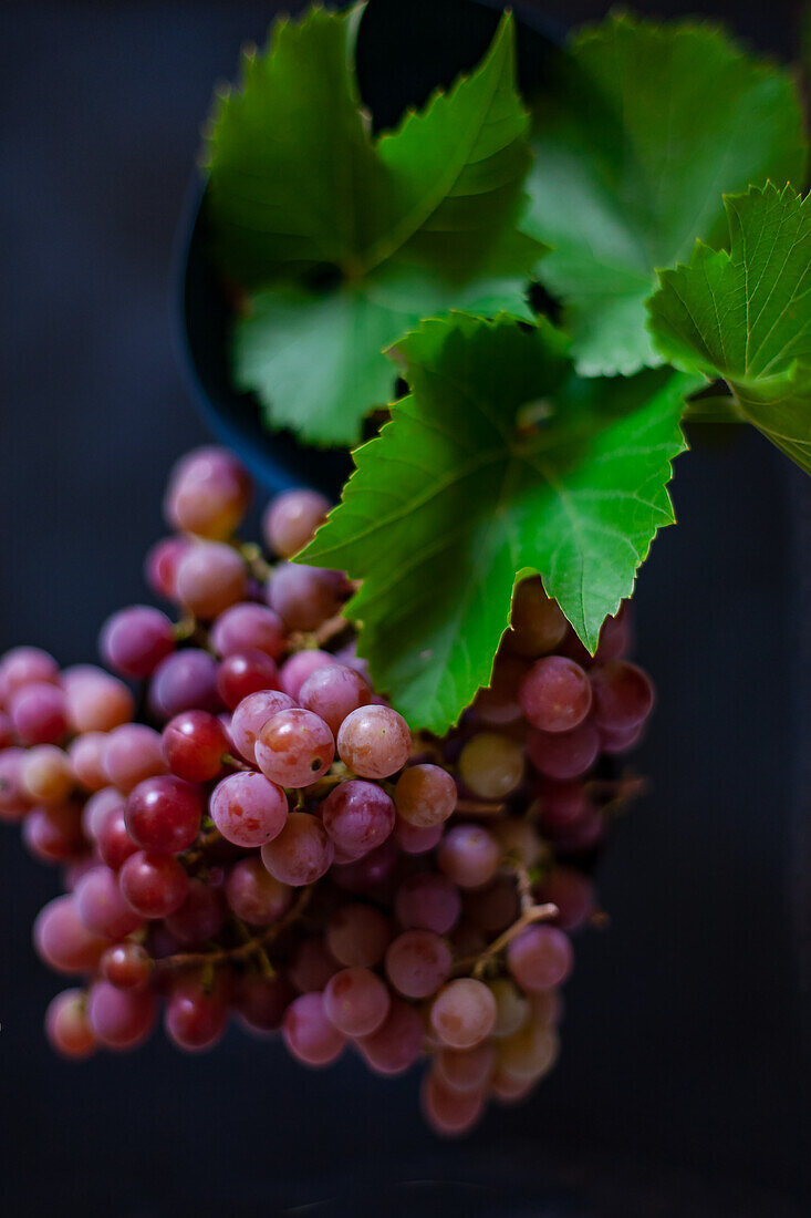 Rote Weintrauben mit Blättern