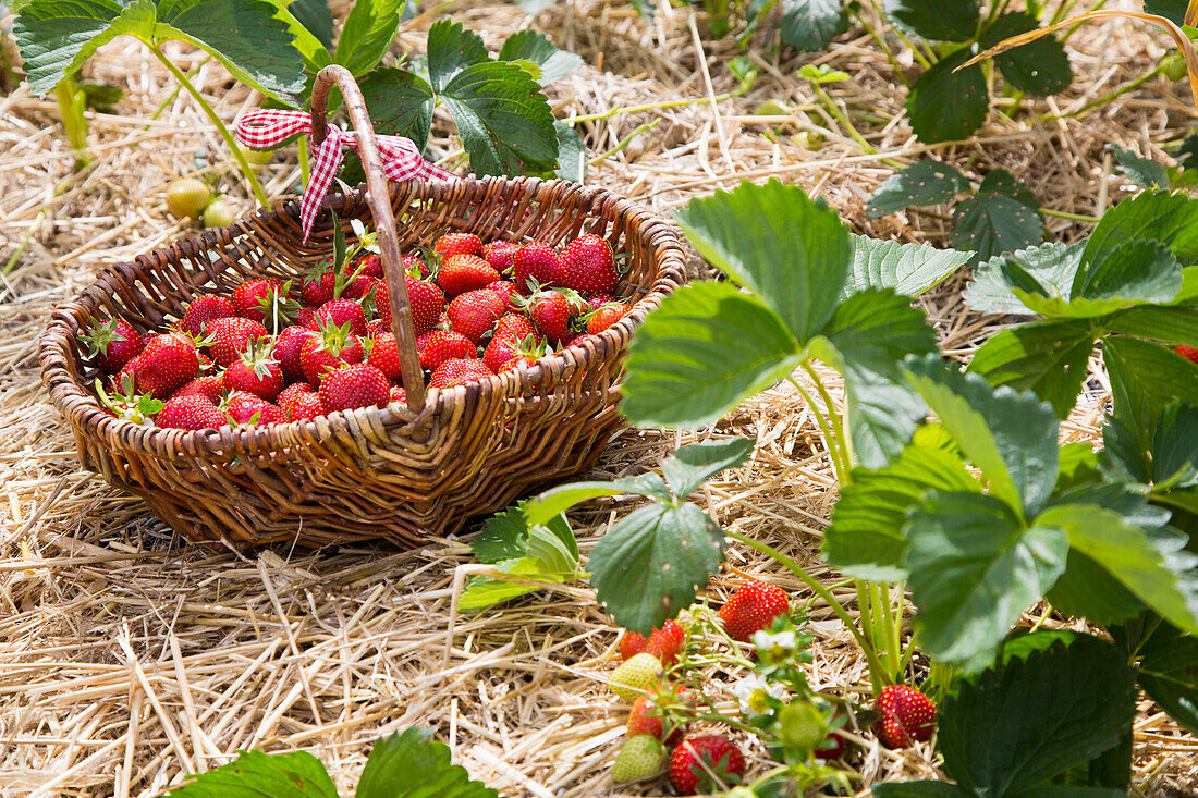 Frisch gepflückte Erdbeeren in einem Korb auf dem Feld