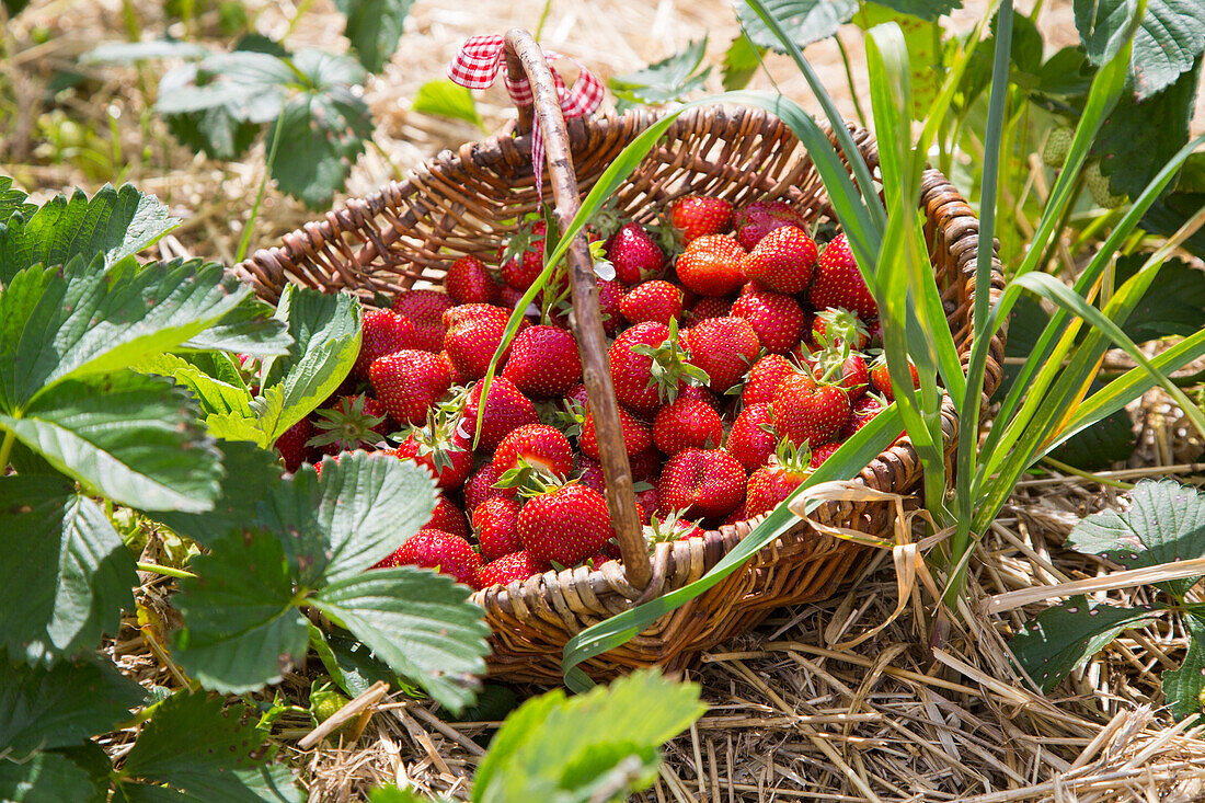 Frisch gepflückte Erdbeeren in einem Korb auf dem Feld
