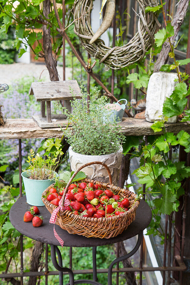 Korb mit frisch geernteten Erdbeeren auf Gartentisch