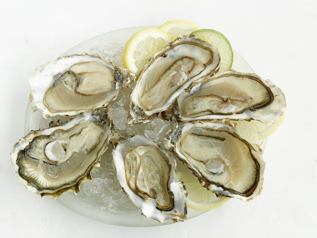 Teller mit geöffneten Austern auf Eis
