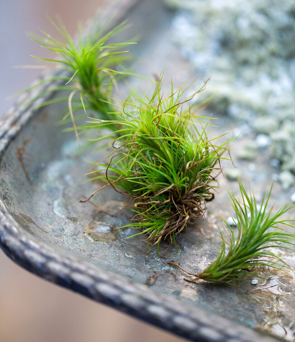 Green tillandsia (Tillandsia) on a metal tray