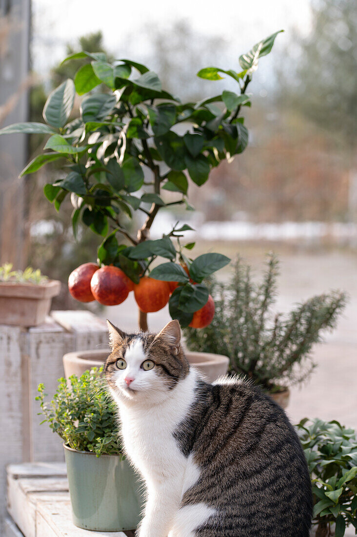 Blood orange (Citrus meyeri, citrus sinensis) 'Arcobal', plant in pot, in front of cat