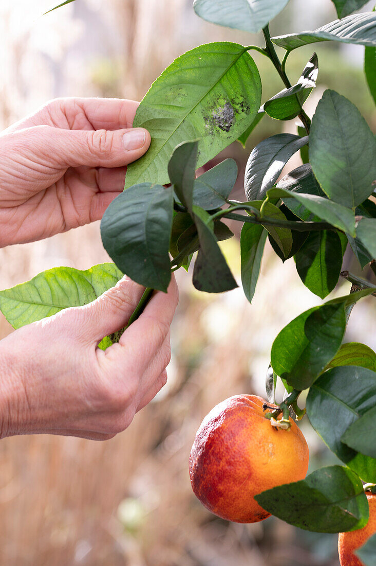Rainbow orange, (Citrus meyeri, citrus sinensis) 'Arcobal', mealybugs on leaves